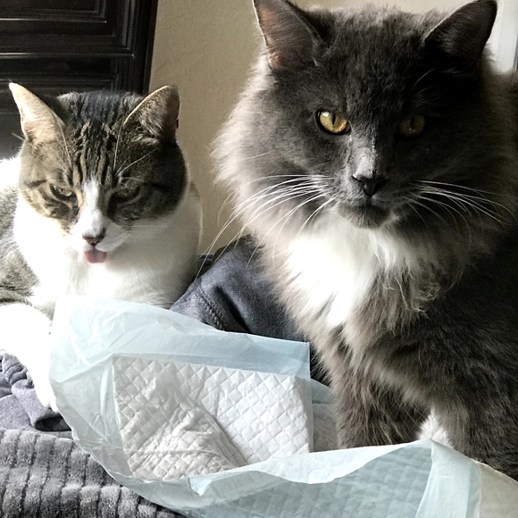 Meet your Posher, Ramona - Picture 3 of 8